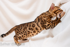 Bengal Katze rosetted